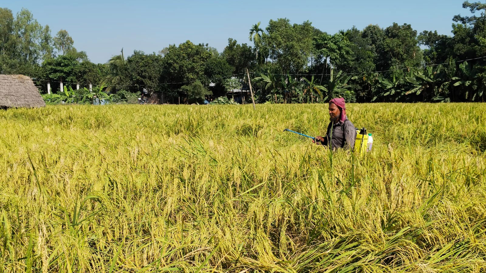 সুগন্ধি ধানে পোকার আক্রমণে দিশেহারা কৃষক, উৎপাদন খরচ নিয়ে শঙ্কা