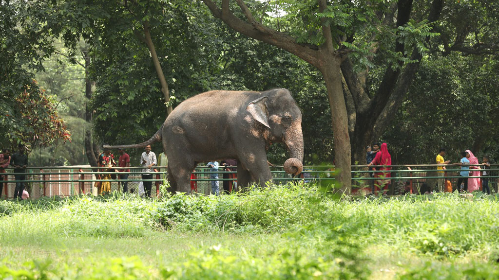 রাজধানীতে ঈদুল আজহার পরদিন পরিবার ও প্রিয়জনদের সঙ্গে নিয়ে ঘুরতে বের হয়েছেন অনেকেই। আজ রোববার মিরপুরে অবস্থিত জাতীয় চিড়িয়াখানায় ভিড় জমান নানা শ্রেণি-পেশার মানুষ। ছবি: হাসান রাজা