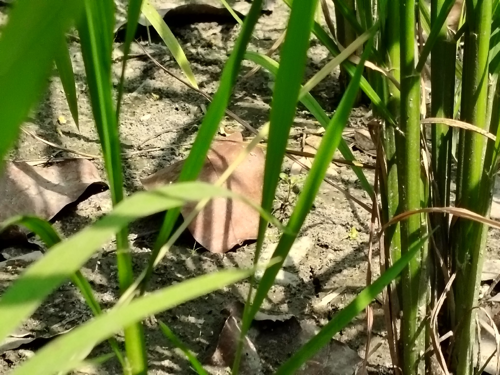 বগুড়ায় জ্বালানি সংকটে ইরি-বোরো চাষ ব্যাহত