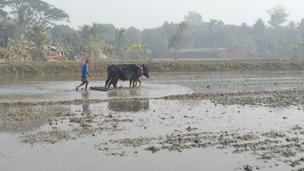 ঘন কুয়াশা উপেক্ষা করে ভোরের আলো ফুটতেই বোরো চাষের জন্য জমি প্রস্তুত করতে নেমে পড়েছেন কৃষক। তালা উপজেলা, সাতক্ষীরা, ৪ জানুয়ারি ২০২৫। ছবি: মজিবুর রহমান