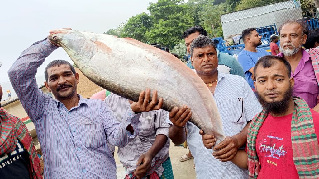 হরিরামপুরে জালে ধরা পড়ল ৭ কেজির চিতল