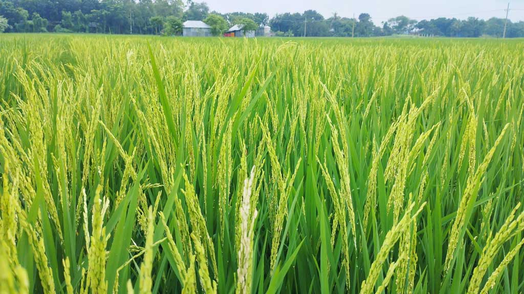 চাটমোহর উপজেলার ৮টি ইউনিয়ন ও পৌরসভা মিলে ১ হাজার ৪৫০ হেক্টর জমিতে রোপা আউশের চাষ হয়েছে। ছবি: আজকের পত্রিকা
