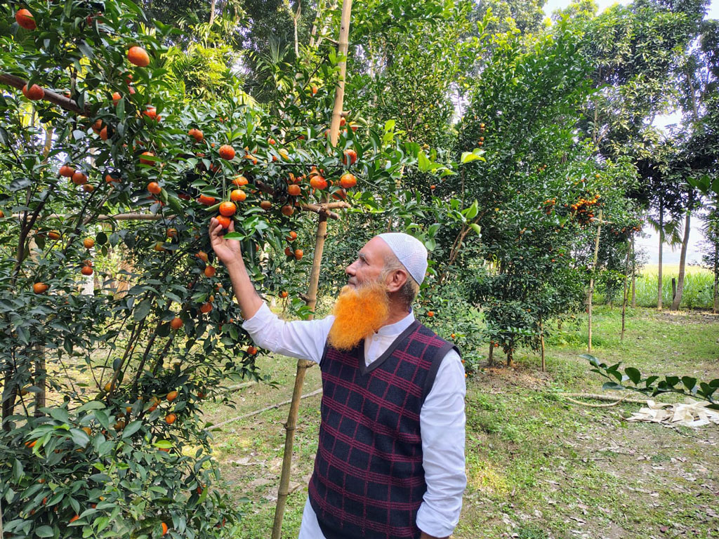 চাটমোহরে সমতল জমিতে কমলা চাষে সম্ভাবনা, সফল কৃষক খয়বর