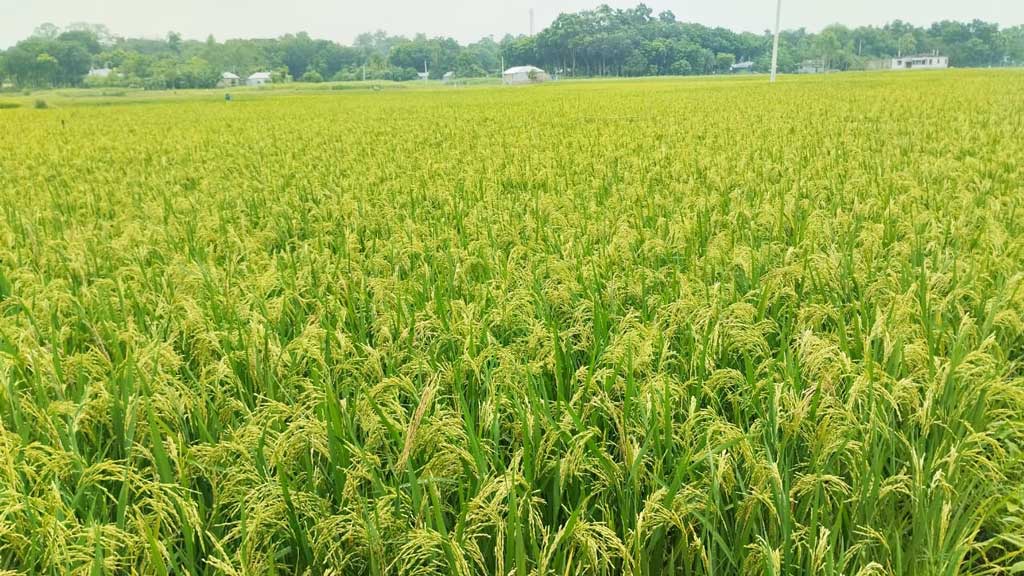 চাটমোহরে সেচসাশ্রয়ী আউশ চাষে আগ্রহ কৃষকদের