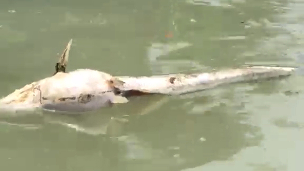 চট্টগ্রামের কুদালা খালে বিষ প্রয়োগে দেশি মাছ নিধনের অভিযোগ