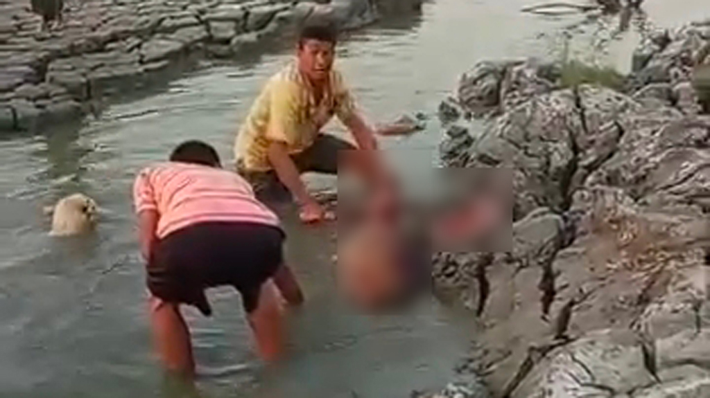 মিরসরাইয়ে প্রকাশ্যে হরিণ জবাই, ভাইরাল ভিডিও ঘিরে তীব্র সমালোচনা