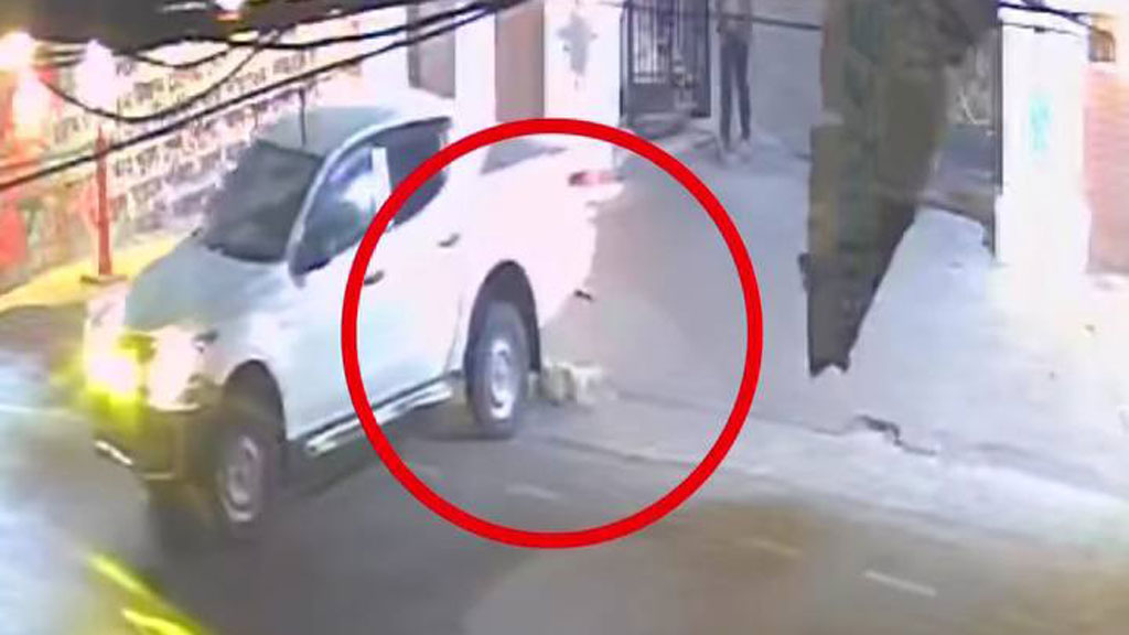 চট্টগ্রামে কুকুরকে গাড়িচাপায় হত্যা, ডিসি বাসভবনের প্রহরীসহ ২ জনের বিরুদ্ধে মামলার নির্দেশ