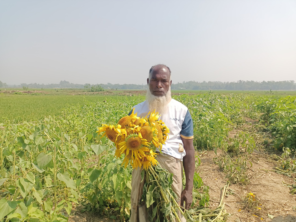 সাতকানিয়ায় কৃষকের ৩ শতাধিক সূর্যমুখী ফুলের গাছ কেটে দিল দুর্বৃত্তরা