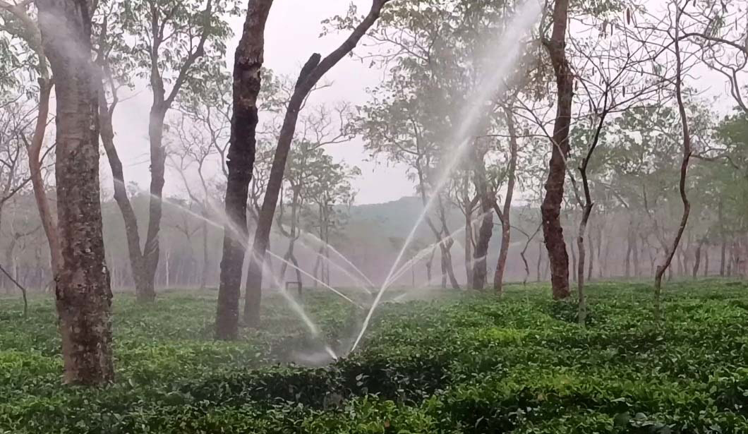 চায়ের নিলামে সিন্ডিকেট, লোকসানে বাগানমালিকেরা