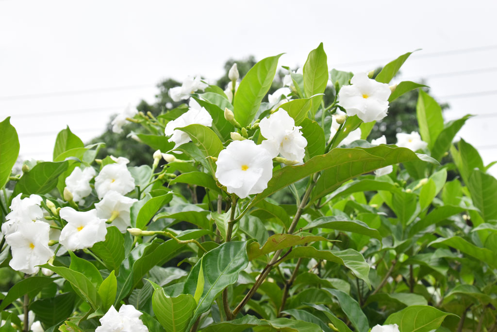 সাদা ফুলটির নামও শ্বেতকাঞ্চন। ধারণা করা হয় দক্ষিণ-পূর্ব এশিয়ার দেশ মালয়েশিয়া, ইন্দোনেশিয়া এবং ফিলিপাইন থেকে এটি বিভিন্ন জায়গায় ছড়িয়ে পড়েছে। পবা উপজেলা নওহাটা পৌরসভা এলাকার রাস্তার পাশ থেকে তোলা, রাজশাহী, ৬ জুলাই ২০২৪। ছবি: মিলন শেখ
