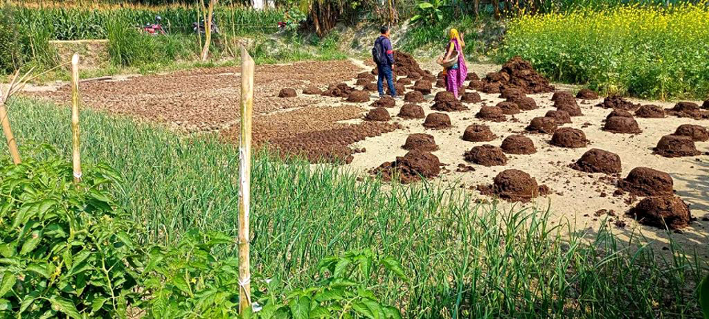 অনেক কৃষক রাসায়নিক সার ও কীটনাশক ব্যবহার না করে জমিতে জৈব সার ব্যবহার করছেন। জৈব সারের উৎস হচ্ছে গোবর, আবর্জনা, বাঁশেরা গোরা, উদ্ভিদ ও জৈব বর্জ্য, হাঁস-মুরগির বিষ্ঠা ইত্যাদি। কৃষক সুবল সরকারের জমিতে জৈব সার ব্যবহার করা হয়েছে। ঘিওর উপজেলার নালী ইউনিয়নের কুন্দুরিয়া গ্রাম, মানিকগঞ্জ, ৭ ফেব্রুয়ারি ২০২৪। ছবি: আব্দুর রাজ্জাক