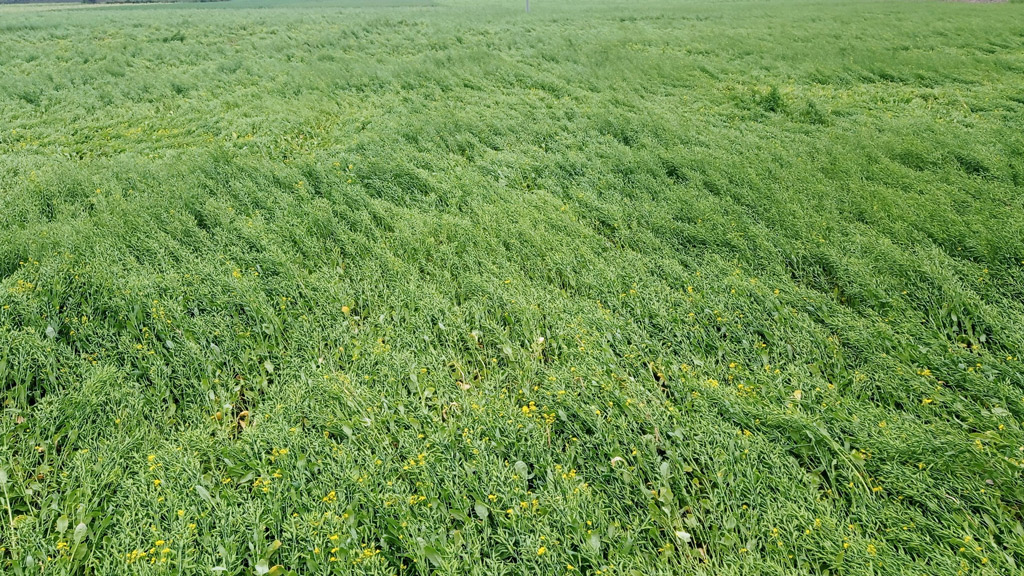 সরিষায় নুয়ে পড়ল চাষির স্বপ্ন