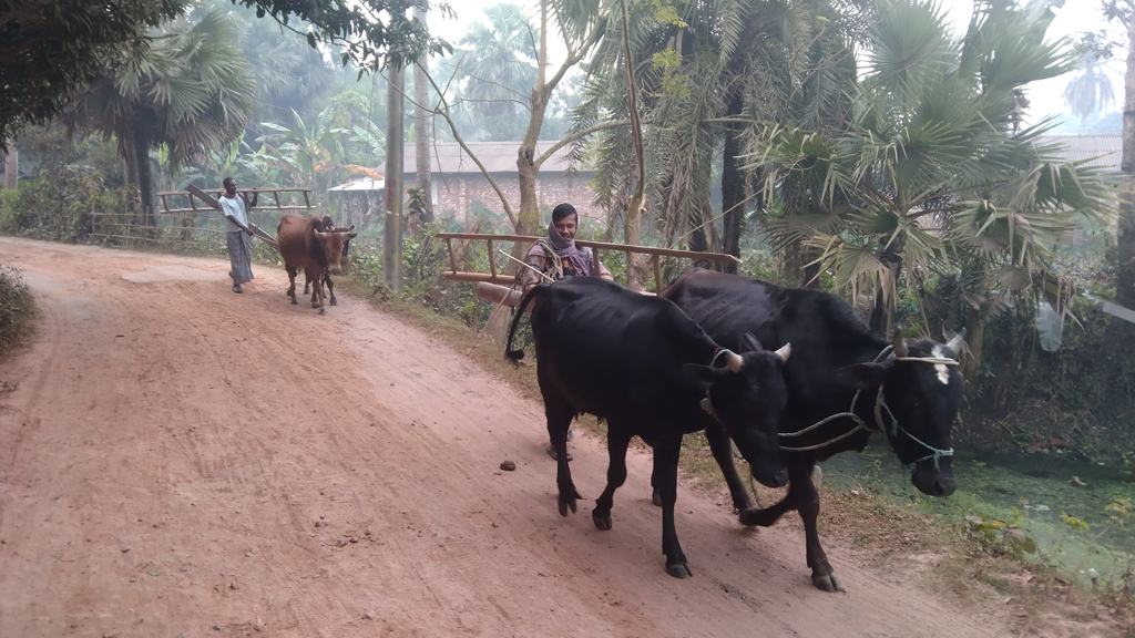 জুজখোলা গ্রামের দুই কৃষক সকালে হালের গরু নিয়ে চলেছেন জমি চাষ করতে। তালা উপজেলার পাটকেলঘাটা থানার রাজেন্দ্রপুর এলাকা, সাতক্ষীরা। ছবি: মুজিবুর রহমান
