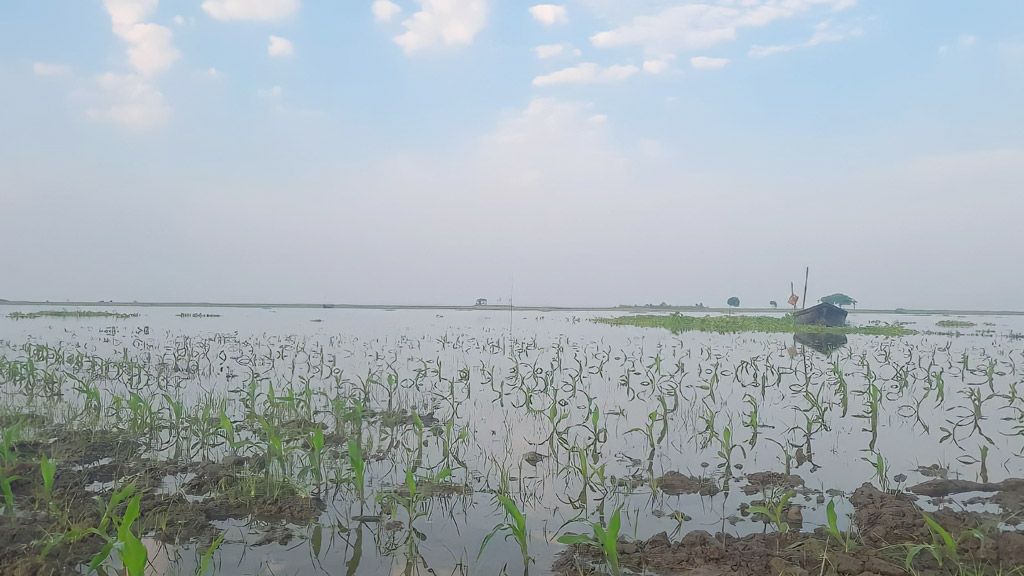 তলিয়ে যাচ্ছে ফসল ক্ষতিগ্রস্ত কৃষক