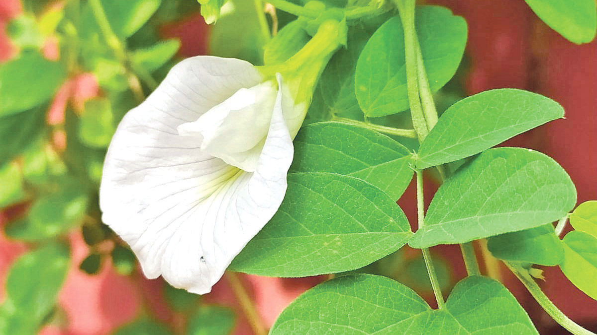 দুর্গাপূজা ও পরিবেশ প্রশ্ন