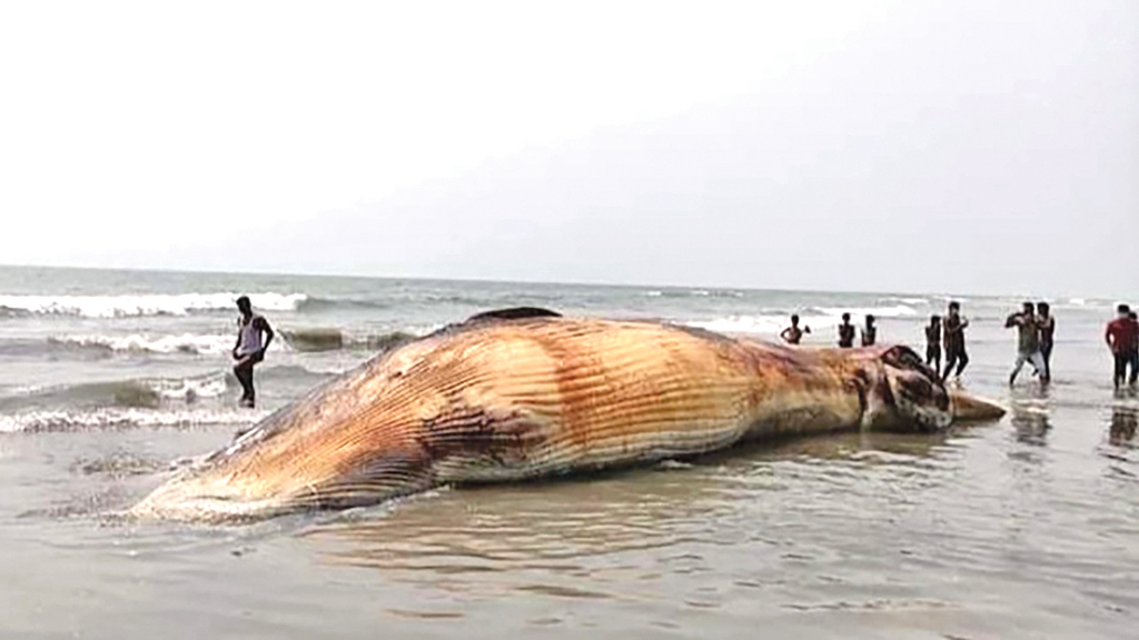 প্রাণজগতে মানবিকতার ব্যাপ্তি জরুরি