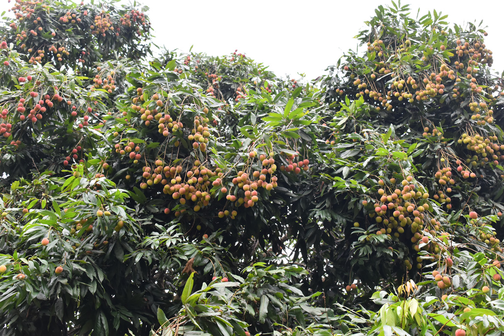 গাছে থোকায় থোকায় ঝুলছে লাল রঙের পাকা বোম্বাই লিচু। নগরের পদ্মা আবাসিকের চন্দ্রিমা এলাকার একটি বাগান, ২৬ মে ২০২৪। ছবি: মিলন শেখ