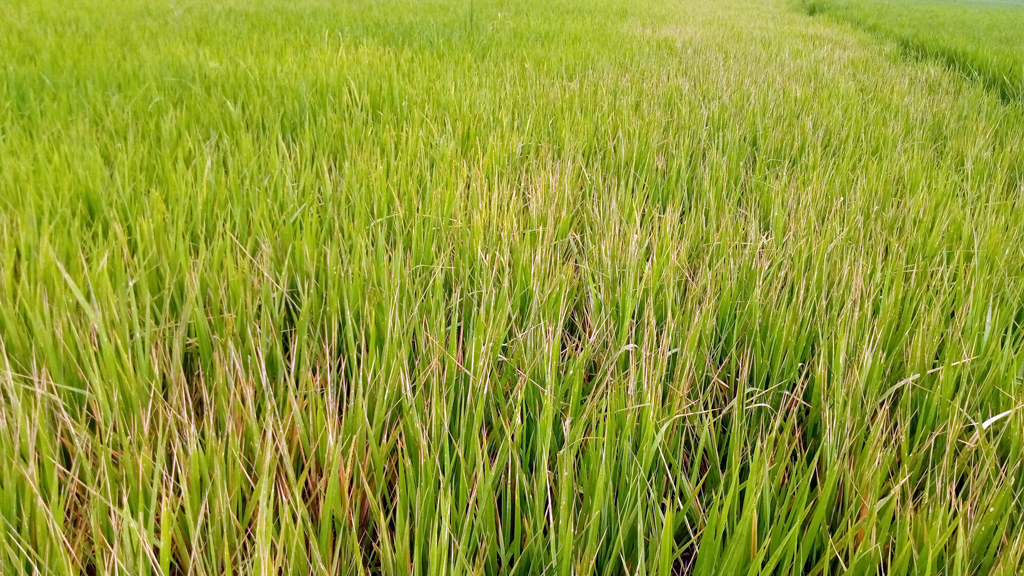 পোকায় ফিকে কৃষকের স্বপ্ন