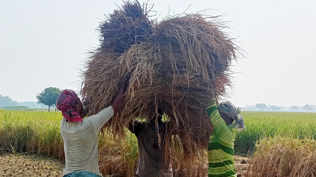 আমনে পোকার হানা, দুশ্চিন্তায় কৃষকেরা