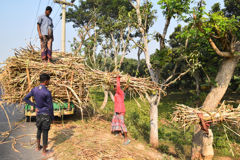 সকালে মাঠ থেকে আখ সংগ্রহ করে ভটভটিতে তুলছেন কৃষকেরা। পবা, রাজশাহী ১০ ডিসেম্বর ২০২২। ছবি: মিলন শেখ