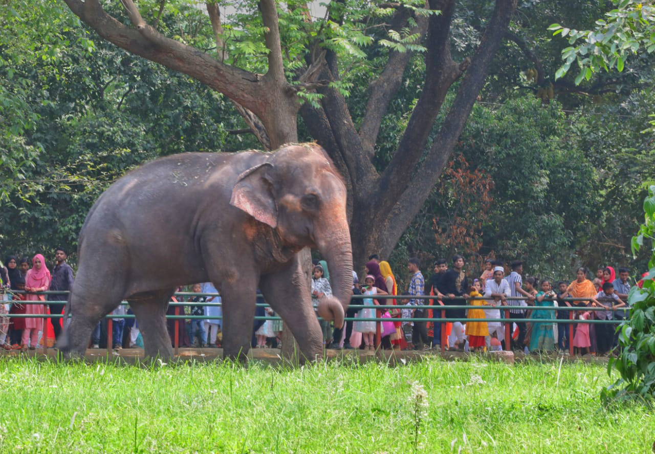 ঈদের দ্বিতীয় দিনে ঢাকা শহর অনেকটা ফাঁকা থাকায় পরিবার নিয়ে চিড়িয়াখানায় ঘুরতে বের হয়েছেন অনেকেই। ছবি: মেহেদী হাসান