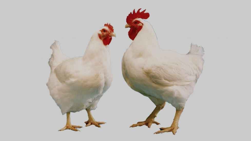 পোলট্রি খামারিদের মাথায় হাত