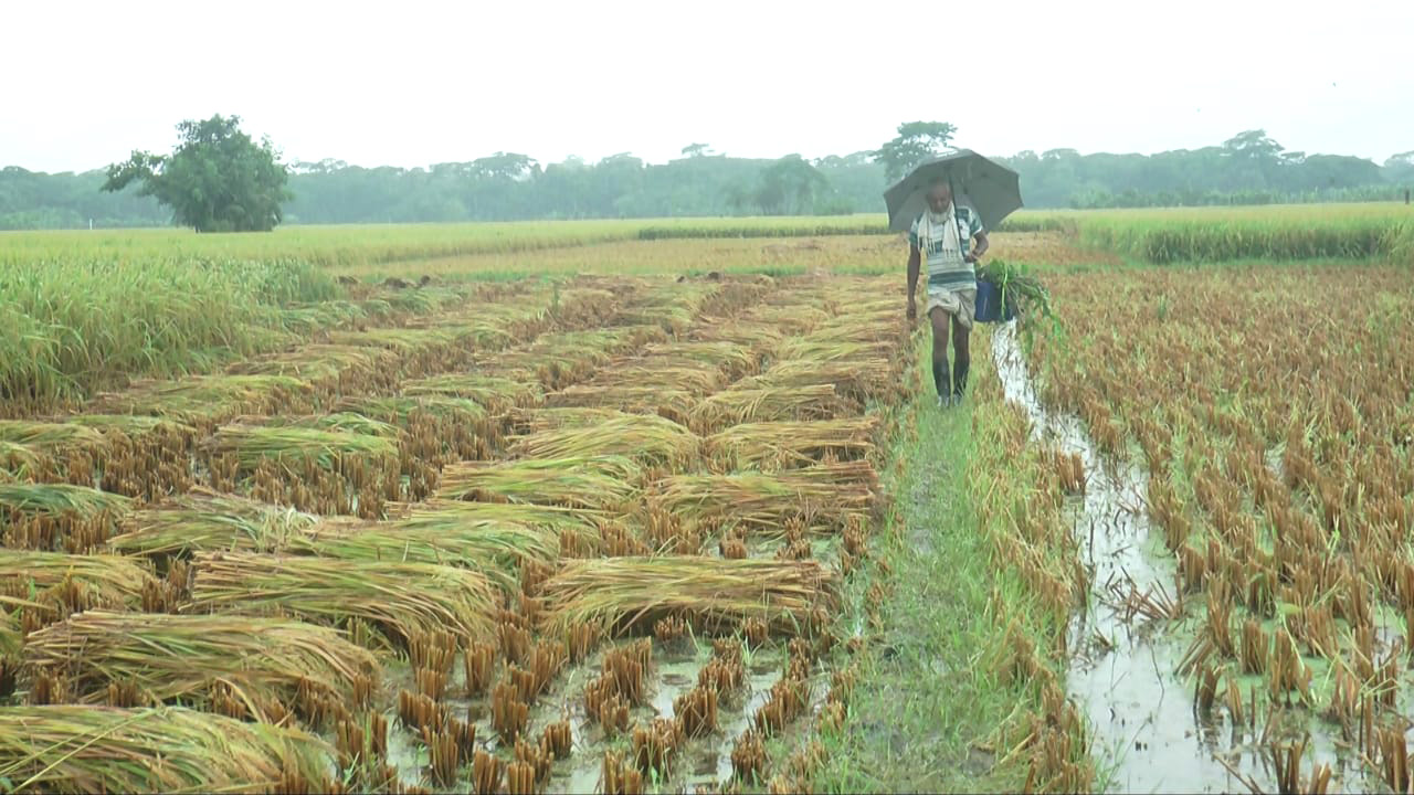 ডুবছে কৃষকের কষ্টের ধান