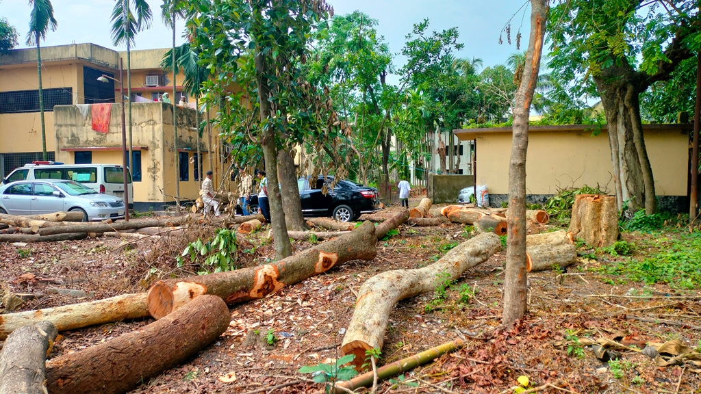 ১০০ গাছ কেটে সাবাড়, অজুহাত পরিবেশ নষ্টের