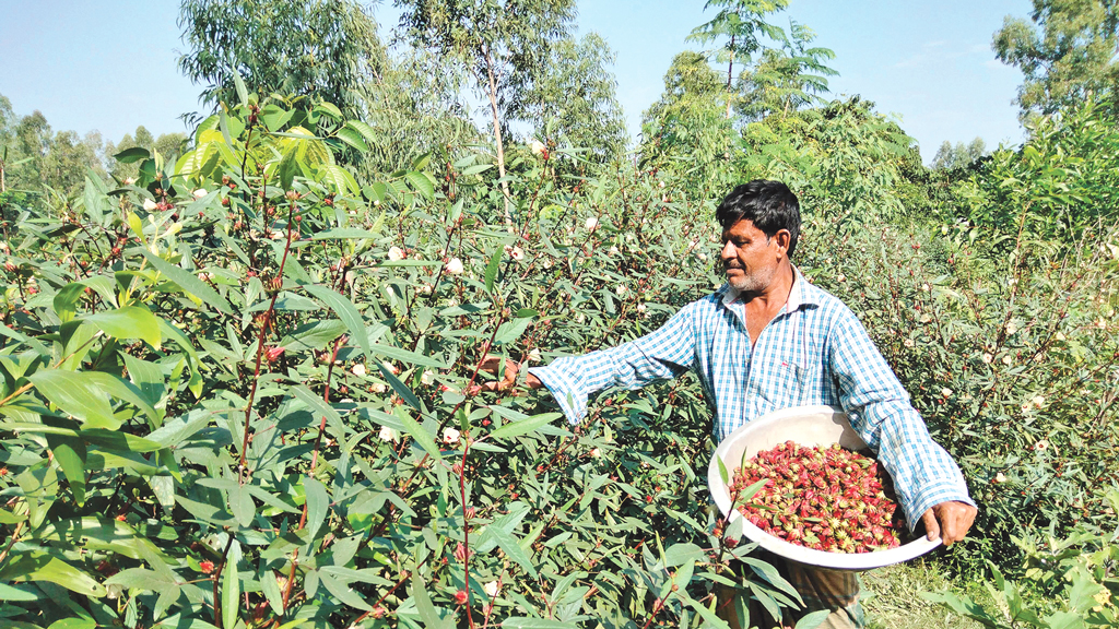 ছোট মেস্তা ফলের বড় গুণ