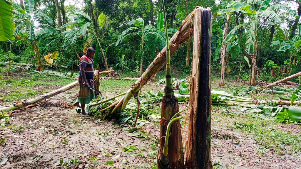 মাগুরায় শতাধিক কলাগাছ ও পটোলখেত বিনষ্ট