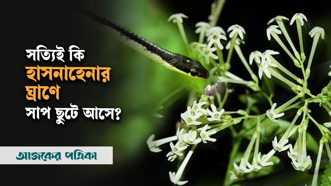 হাসনাহেনার ঘ্রাণে সত্যিই কি বিষধর সাপ ছুটে আসে