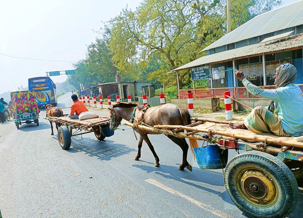 মানিকগঞ্জ-দৌলতপুর ভায়া ঘিওর আঞ্চলিক মহাসড়ক প্রতিদিন চলে ছোট-বড় হাজারো গাড়ি। ট্রাক, বাস, পিকআপ, মাহিন্দ্র, সিএনজিসহ সব বিভিন্ন গাড়িতে নিত্য ব্যস্ত এ সড়ক। এমন ব্যস্ত সড়কে প্রতিদিন চলাচল করে অন্তত অর্ধশত ঘোড়ার গাড়িও। এখানে বলে রাখা ভালো, মানিকগঞ্জের দৌলতপুর, ঘিওর এবং পাশ্ববর্তী টাঙ্গাইল জেলার নাগরপুর উপজেলার প্রত্যন্ত গ্রামাঞ্চল ও চরাঞ্চলের মানুষজনের পণ্য পরিবহণ কাজে ঘোড়ার গাড়ির ব্যবহার হয়ে আসছেন দীর্ঘকাল থেকে। ঘিওরের তেরশ্রী ইয়াসিন মোড় এলাকার সড়ক, মানিকগঞ্জ, ১১ অক্টোবর ২০২৩। ছবি: আব্দুর রাজ্জাক।