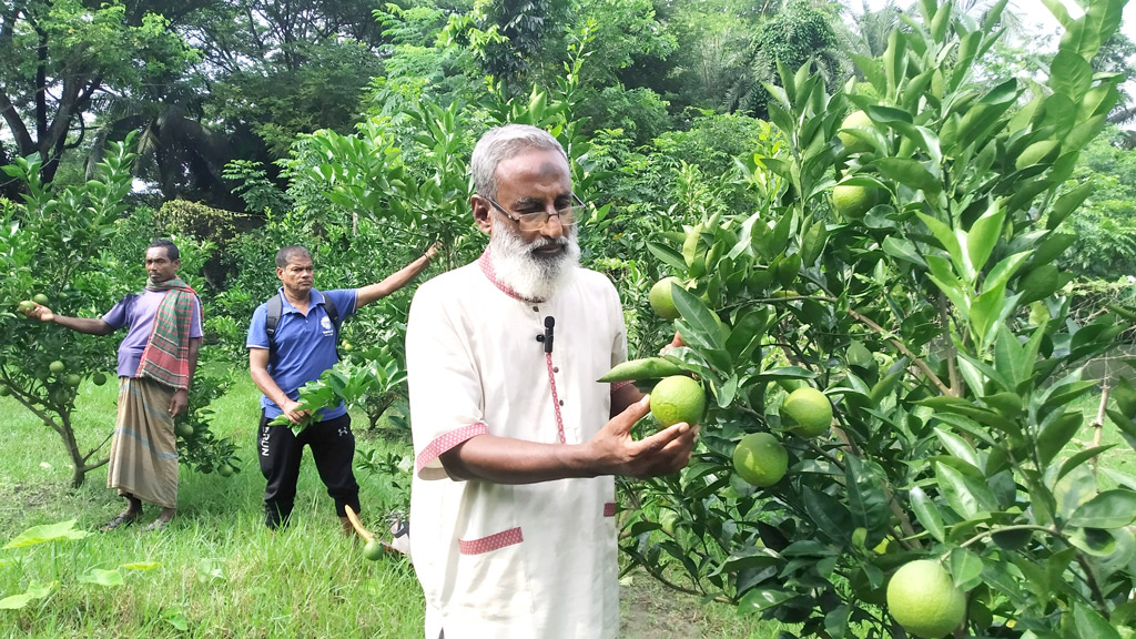 কীটনাশকমুক্ত মাল্টা চাষে কৃষক শফির বাজিমাত