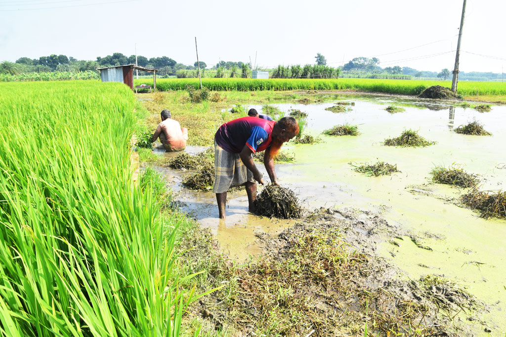 রসুন লাগানোর জন্য জমি তৈরি করা হচ্ছে। তারই অংশ হিসেবে জমির আগাছা পরিষ্কার করছেন তিন কৃষক। পুঠিয়া উপজেলার বেলপুকুর ইউনিয়নের ভরুয়াপাড়া গোয়ালপুর গ্রাম, রাজশাহী, ২০ সেপ্টেম্বর ২০২৪। ছবি: মিলন শেখ