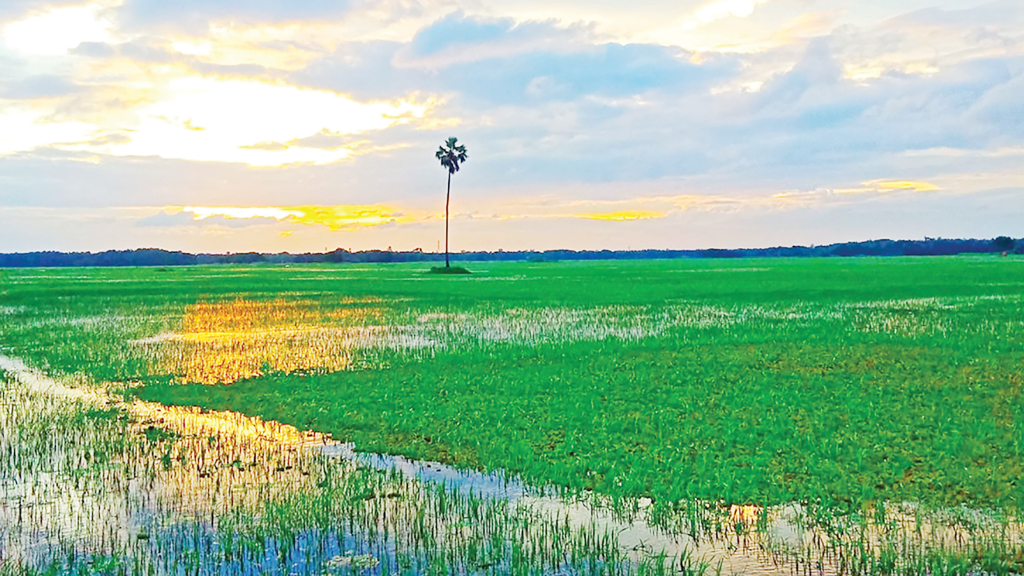 তালগাছ ঘিরে ভূতের গল্প