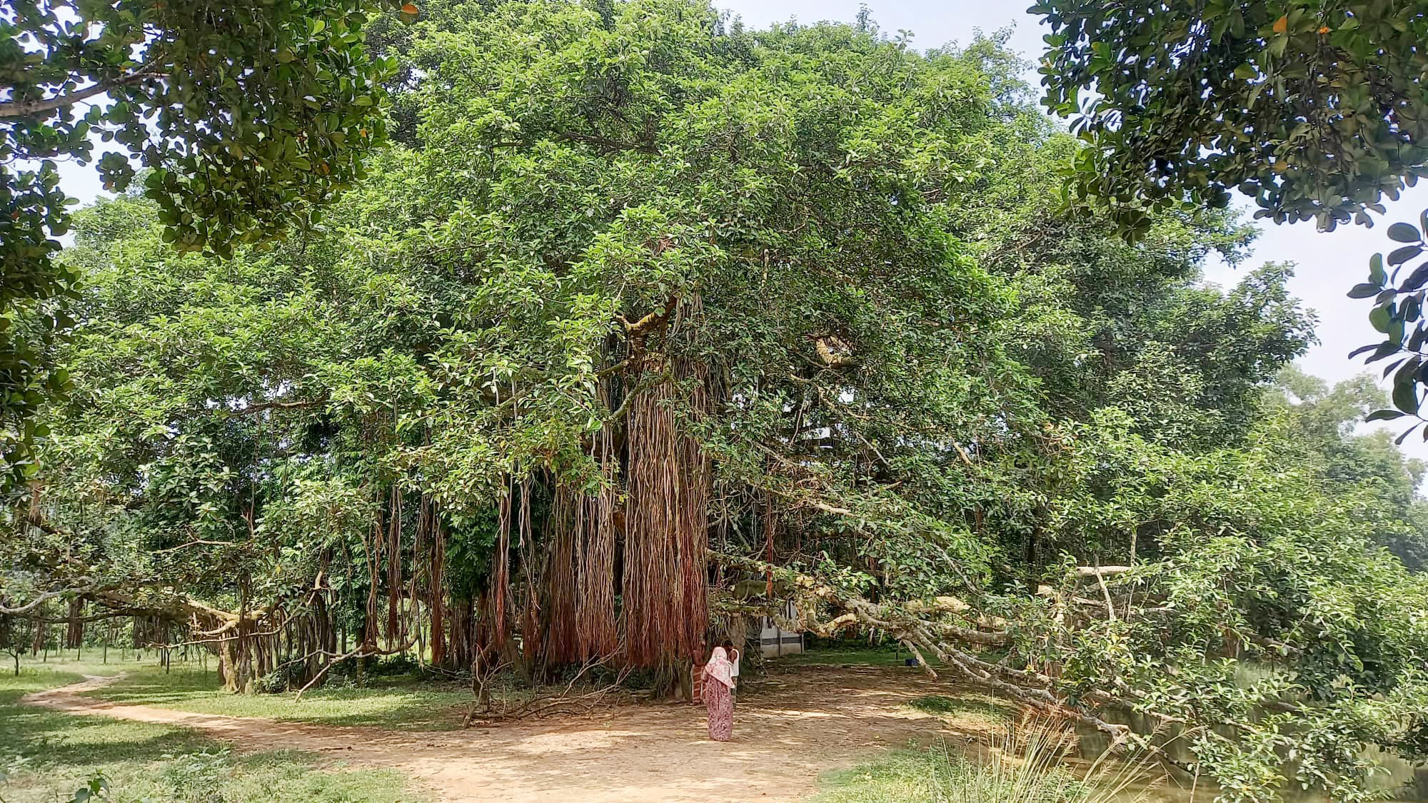 দুই বিঘা জমিজুড়ে বটগাছ