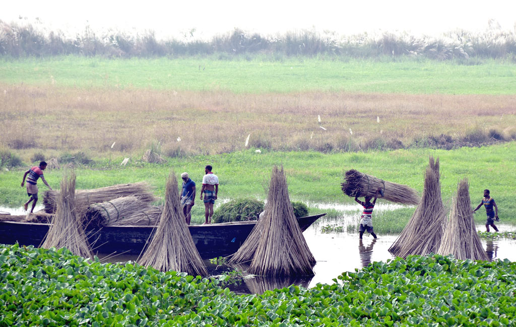 আঁশ ছাড়ানো পাটকাঠিগুলো চর থেকে নৌকায় তুলছেন কৃষকেরা। এগুলো তাঁরা নিয়ে যাবেন বাড়িতে। পরে বিক্রি করবেন বাজারে। নগরীর বড়কুঠি পদ্মা গার্ডেন এলাকার নদীর চর, রাজশাহী, ১২ অক্টোবর ২০২৩। ছবি: মিলন শেখ
