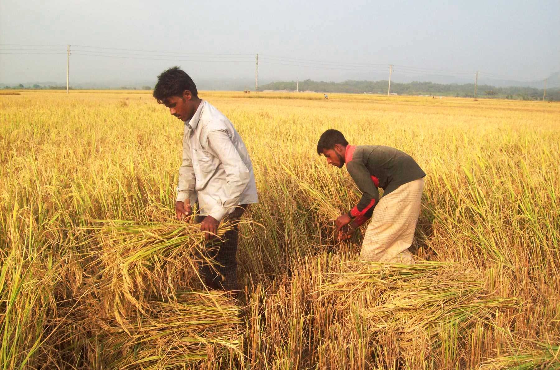 আমন আবাদের লক্ষ্যমাত্রা ছাড়িয়েছে