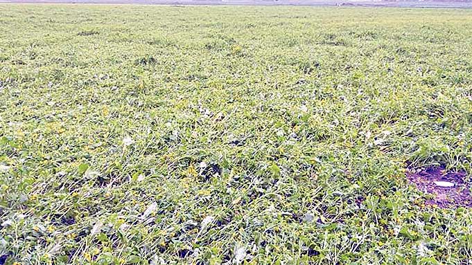 হরিরামপুরে সরিষা নিয়ে শঙ্কা