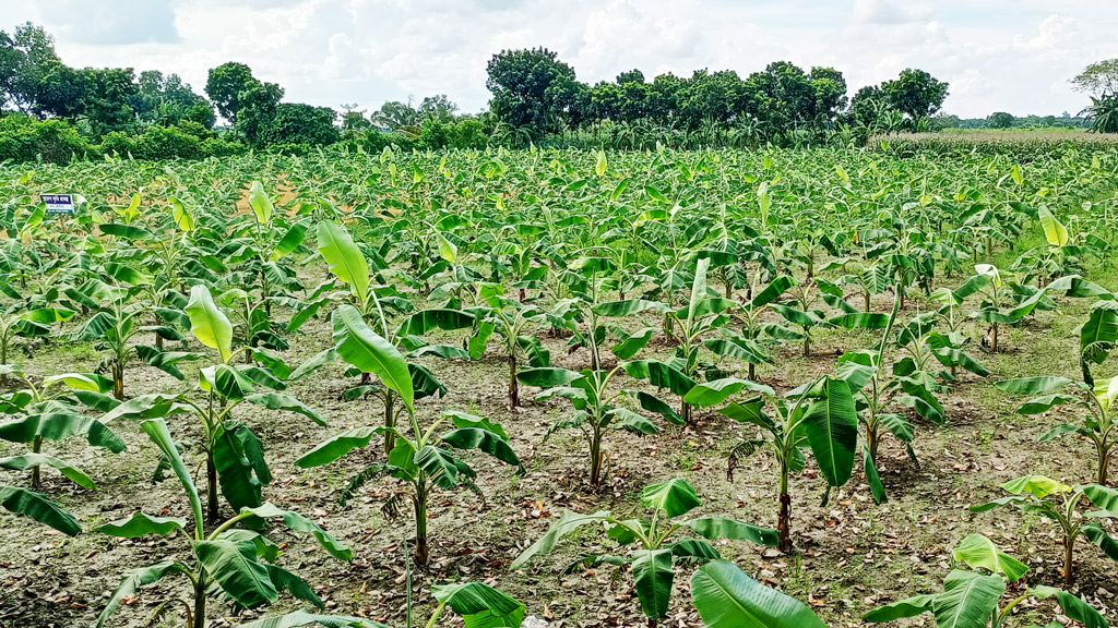 চাহিদা ও দাম পাওয়ায় কলা চাষে ঝুঁকছেন চাষিরা