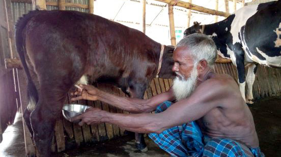 দুধ দিচ্ছে ৪০ দিন বয়সী বাছুর