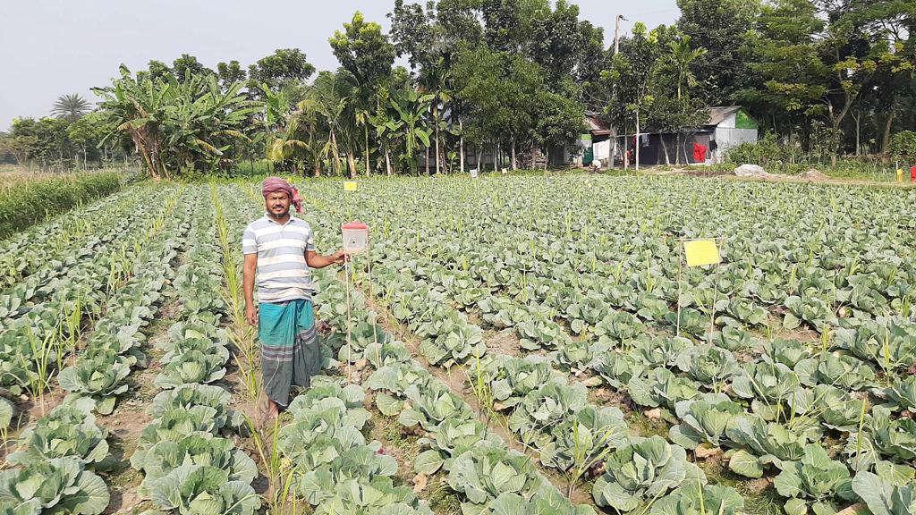ফেরোমন ফাঁদে সবজি চাষ