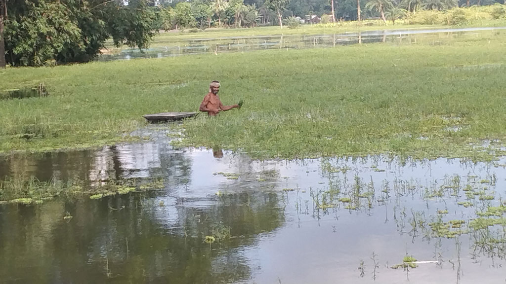 টানা বর্ষণে পাটকেলঘাটার বিভিন্ন এলাকা পানিতে প্লাবিত হয়েছে। ঘরবাড়িতে পানি উঠে যাওয়ায় গবাদিপশুর খাবারের সংকট দেখা দিয়েছে। পানিতে ভরপুর বিল থেকে এক ব্যক্তিকে গরুর পালের জন্য ঘাস সংগ্রহ করতে দেখা যাচ্ছে। তালা উপজেলার পাটকেলঘাটার আমতলাডাঙ্গা বিল থেকে তোলা, সাতক্ষীরা, ৭ সেপ্টেম্বর ২০২৪। ছবি: মুজিবুর রহমান