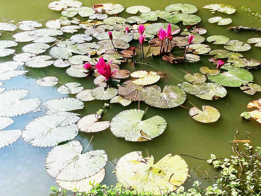 লাল শাপলার জন্য আটপাড়ার বিশেষ পরিচিতি আছে। একটি পুকুরের পানিতে লাল শাপলা ফুটে থাকতে দেখা যাচ্ছে। আটপাড়ার সোনাজহর এলাকা, নেত্রকোনা, ১২ নভেম্বর ২০২৩। ছবি: ফয়সাল চৌধুরী