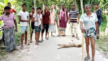 শিয়াল ও সাপ মেরে ইউপি সদস্যের আনন্দ উল্লাস