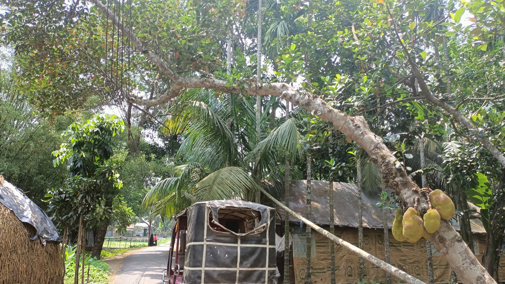 গাছ উপড়ে বিদ্যুতের তারের ওপর, দুর্ঘটনার শঙ্কা