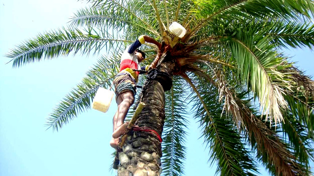 গাছ প্রস্তুতে ব্যস্ত গাছি