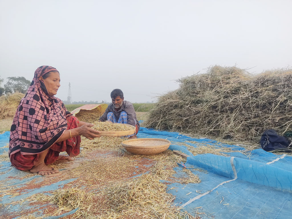 খেতে বসেই সরিষা মাড়াইয়ের কাজ করছেন কৃষক-কৃষাণী। কামারখন্দ, সিরাজগঞ্জ, ২৮ জানুয়ারি, ২০২৩। ছবি: আব্দুল্লাহ আল মারুফ