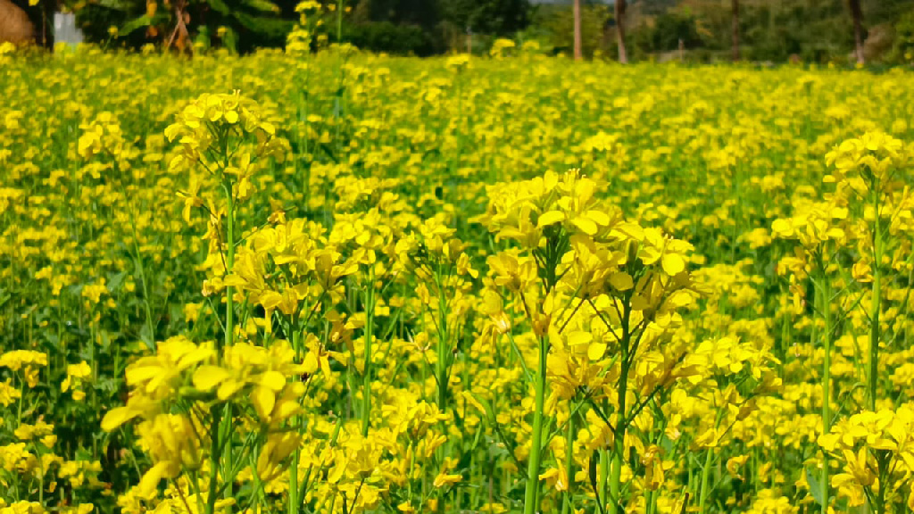দিনের ছবি (১৫ জানুয়ারি, ২০২৩)