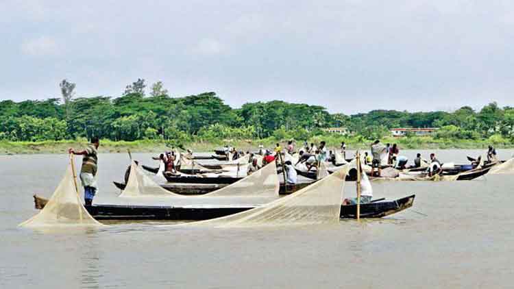 মা মাছ ডিম ছাড়লেও  হতাশ সংগ্রহকারীরা